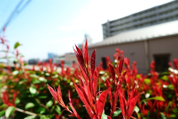 シグマ 24mm F1.8 EX DG ASPHERICAL MACRO (ニコン用)のクチコミ シグマ 24mm F1.8 EX DG ASPHERICAL MACRO (ニコン用)のクチコミ