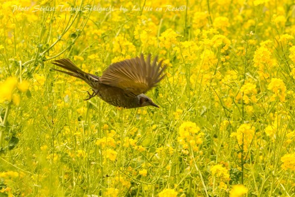 70Dで十分綺麗に撮れるんです！』 CANON EOS 70D ボディ のクチコミ