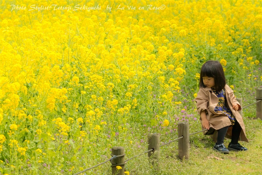 70Dで十分綺麗に撮れるんです！』 CANON EOS 70D ボディ のクチコミ