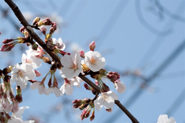 シグマ 24mm F1.8 EX DG ASPHERICAL MACRO (ニコン用) 価格比較 シグマ 24mm F1.8 EX DG ASPHERICAL MACRO (ニコン用) 価格比較