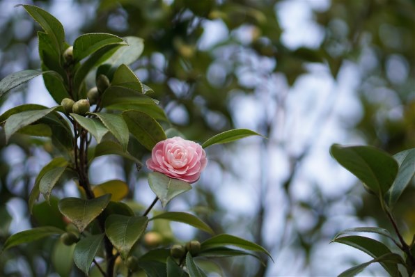 写真作例 色いろいろ Part206 新学期！桜吹雪が舞い散る～』 クチコミ