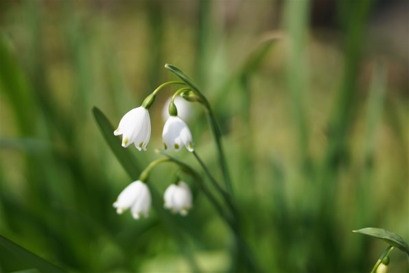 写真作例 色いろいろ Part206 新学期！桜吹雪が舞い散る～』 クチコミ