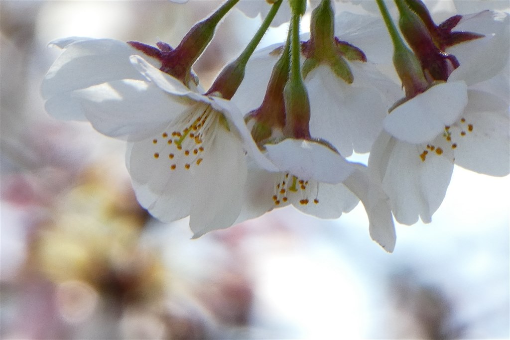 桜と鳥を撮ってみました』 パナソニック LUMIX DMC-TZ85 のクチコミ