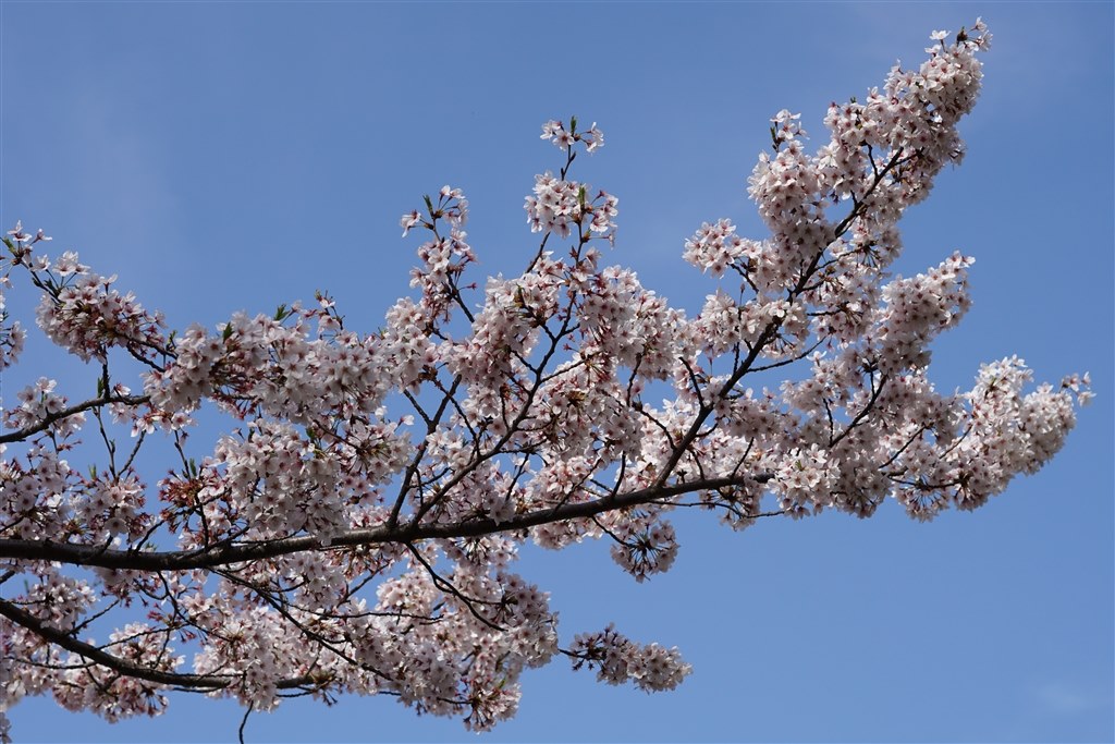 桜が満開ですね！』 SONY Sonnar T* FE 55mm F1.8 ZA SEL55F18Z の