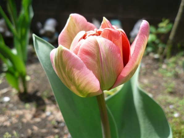 作例あり】Panasonic LUMIX DMC-FX100 コンデジ パナソニック