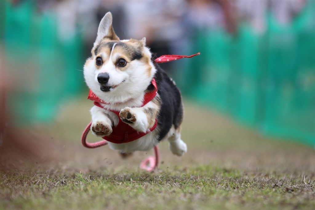 走る犬を撮りたいです クチコミ掲示板 価格 Com