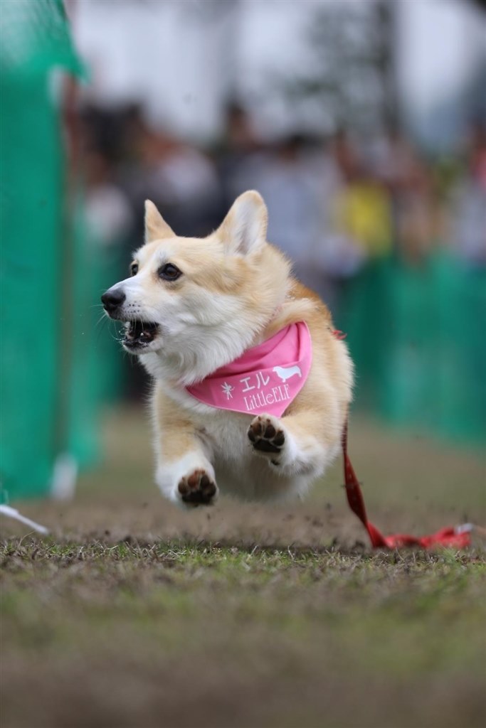 走る犬を撮りたいです クチコミ掲示板 価格 Com