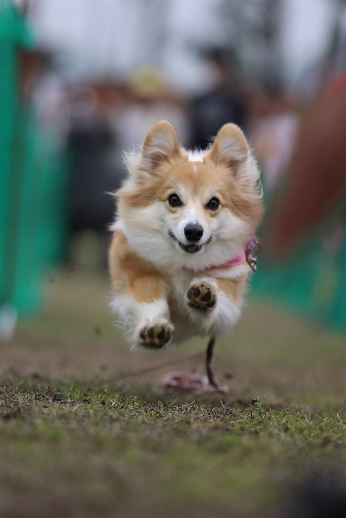 走る犬を撮りたいです クチコミ掲示板 価格 Com