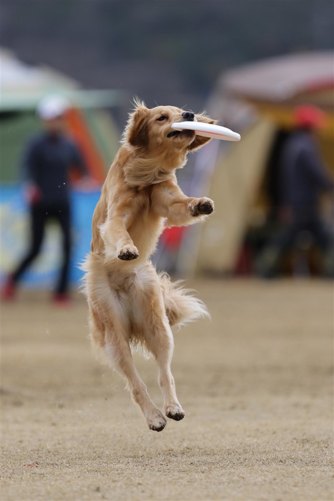 走る犬を撮りたいです クチコミ掲示板 価格 Com