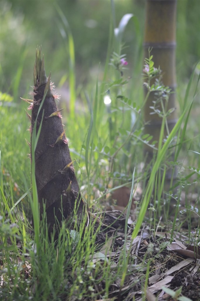 幸せのピクチャーコントロール クチコミ掲示板 価格 Com