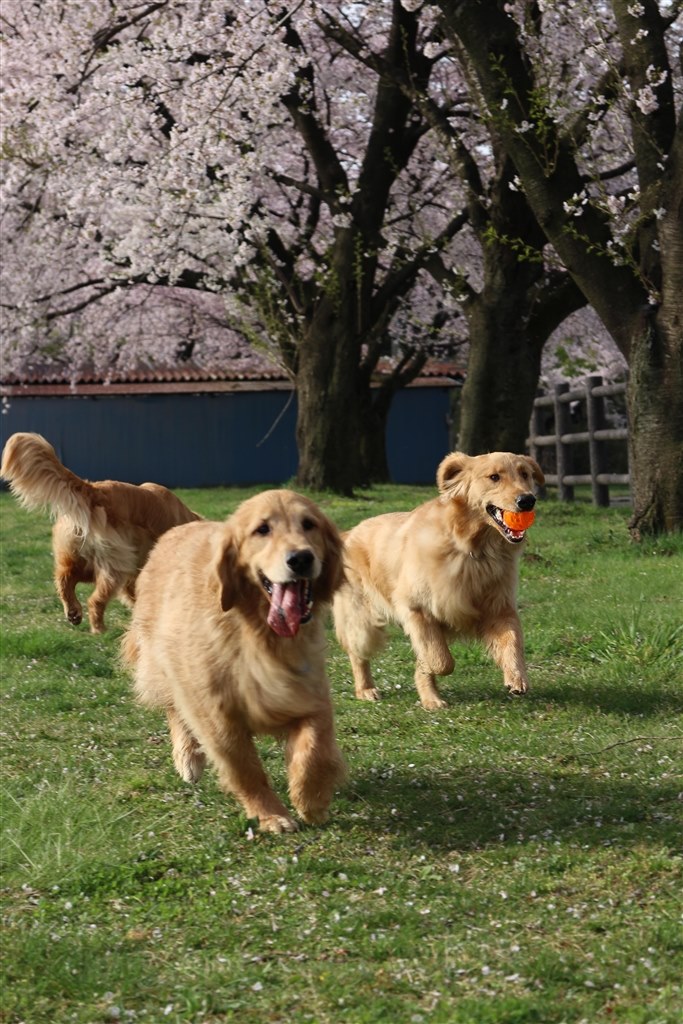 走る犬を撮りたいです クチコミ掲示板 価格 Com