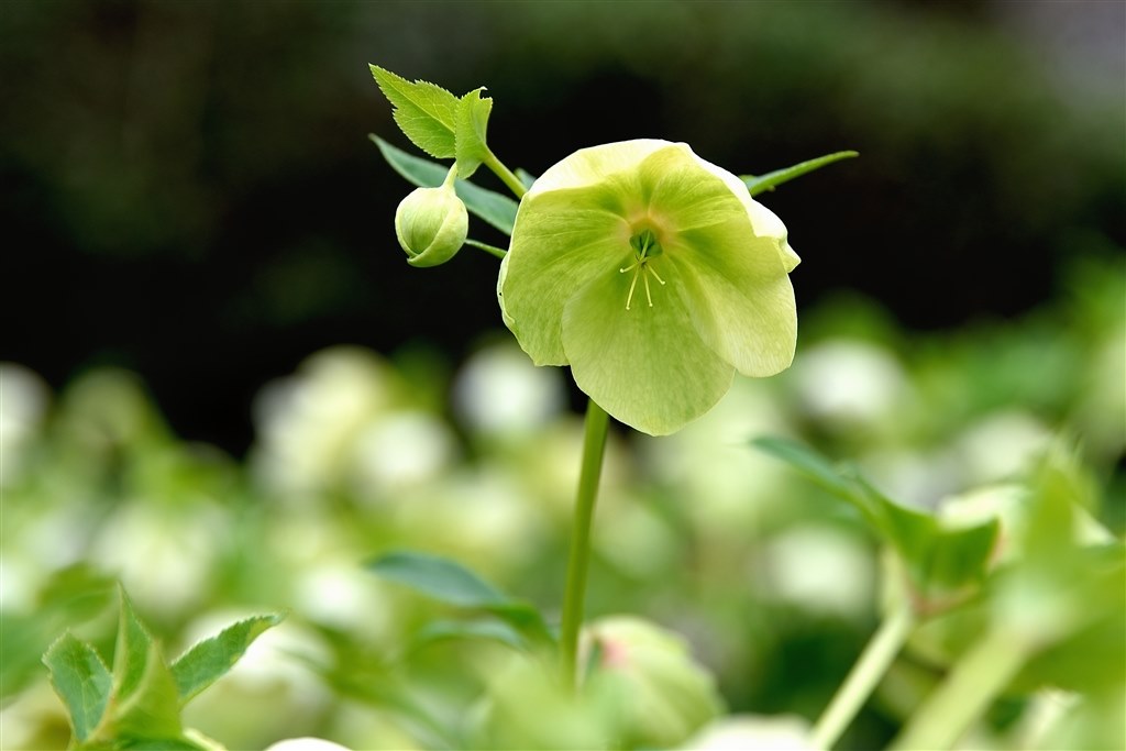 等倍鑑賞 シグマ 24 105mm F4 Dg Os Hsm ニコン用 のクチコミ掲示板 価格 Com