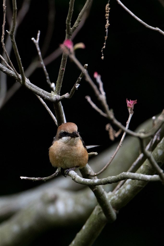 旧ゴーヨンとの組み合わせ』 CANON EOS 5Ds R ボディ のクチコミ掲示板