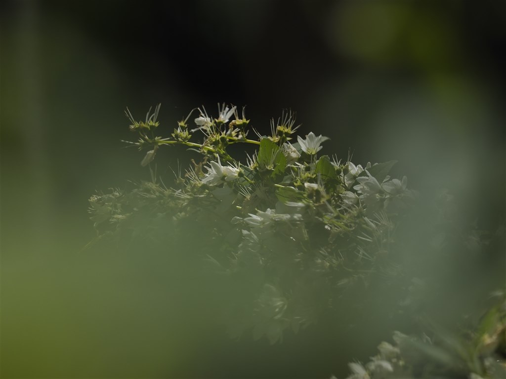 液晶画面が突然消える』 オリンパス OLYMPUS OM-D E-M1 12-40mm F2.8 