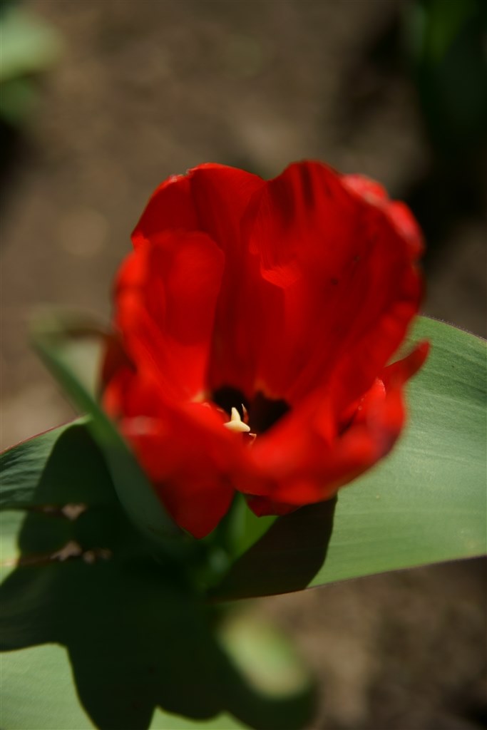 MACROつき？』 TAMRON SP AF 28-75mm F/2.8 XR Di LD Aspherical [IF