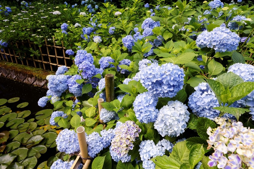 j5作例』 ニコン Nikon 1 J5 標準パワーズームレンズキット のクチコミ