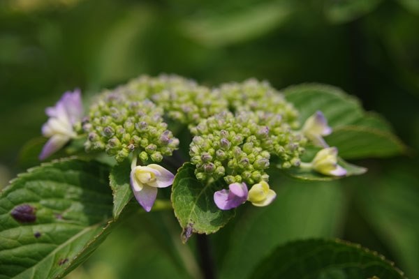 50mmか100mmか？』 ペンタックス smc PENTAX-D FA マクロ 50mm F2.8 の 