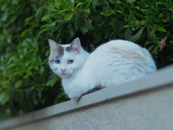 望遠レンズの購入』 CANON EOS Kiss X7 ダブルレンズキット 2 の