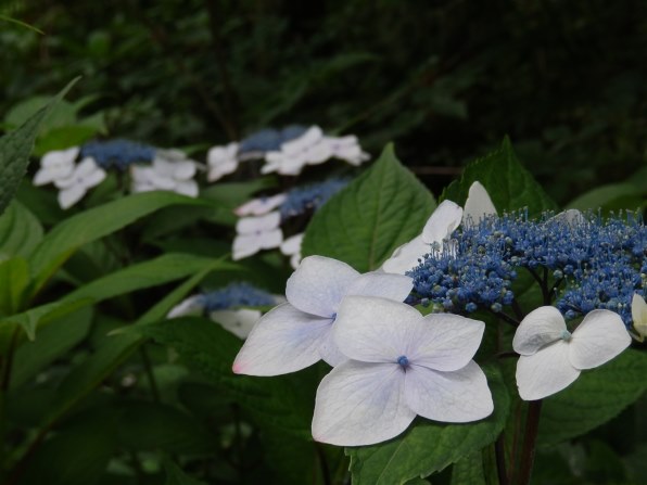 ジャンクレポート』 オリンパス OLYMPUS SZ-30MR のクチコミ掲示板