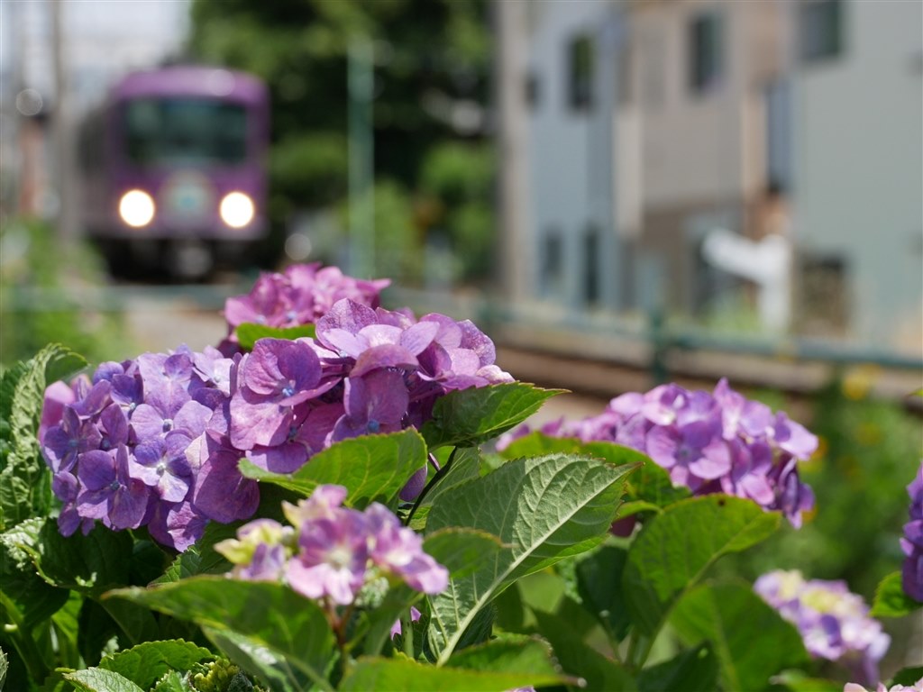 写真撮影 EVERYBODY×PHOTOGRAPHER】NIKKOR Z 70-200mm F2.8 VR Sで撮影された