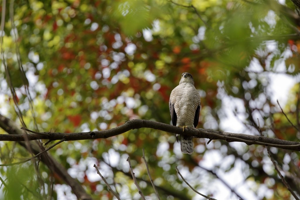参考になるか分かりませんが Canon Ef400mm F4 Do Is Ii Usm のクチコミ掲示板 価格 Com