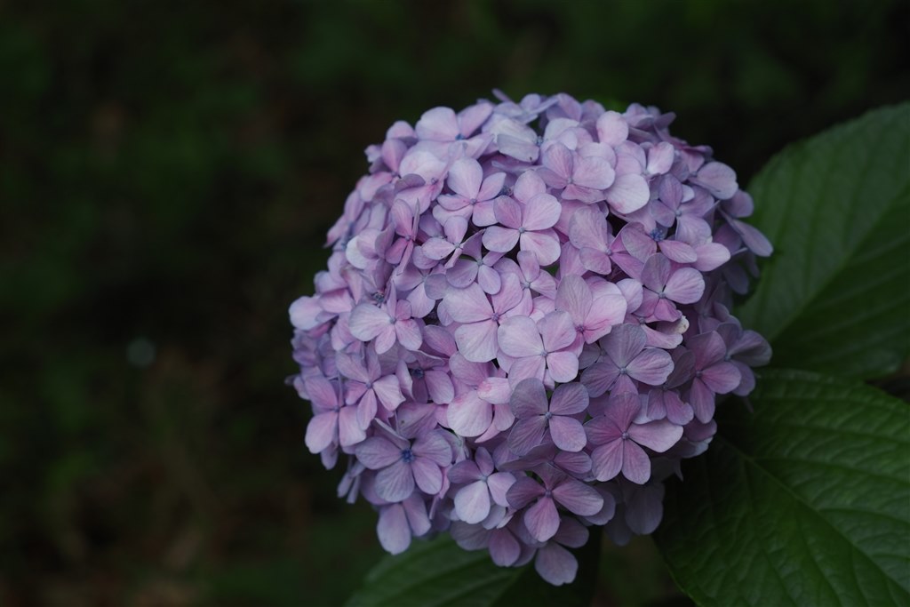 SIGMA - ター　Quattro H ボディシグマapo ペンタックス 2点 Amazon.co.jp: SIGMA 望遠ズームレンズ APO 70-200mm F2.8 EX DG