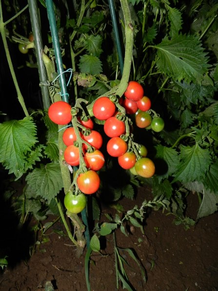 美品な動作品⭐Nikon COOLPIX P500⭐小さいのに遠くまで撮れる！ ニコン COOLPIX P500で撮影された写真 - 価格.com