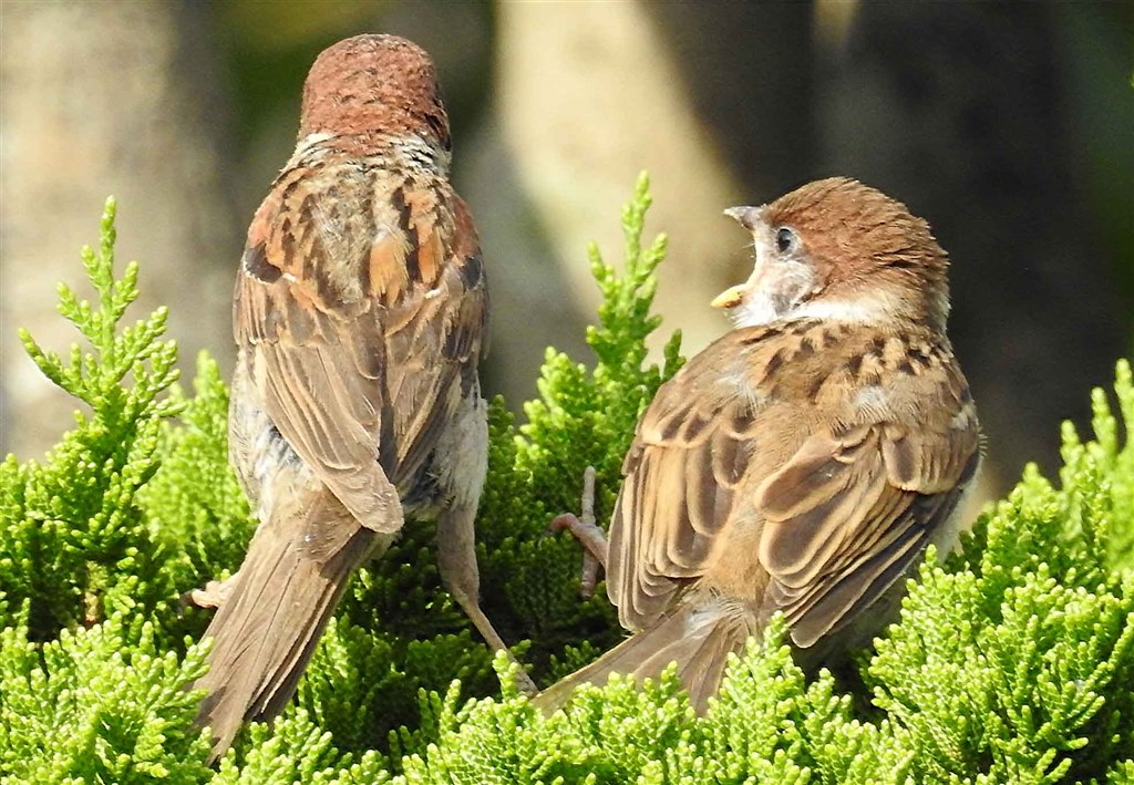 作例が少ないようなので載せちゃいます』 ニコン COOLPIX P900 の
