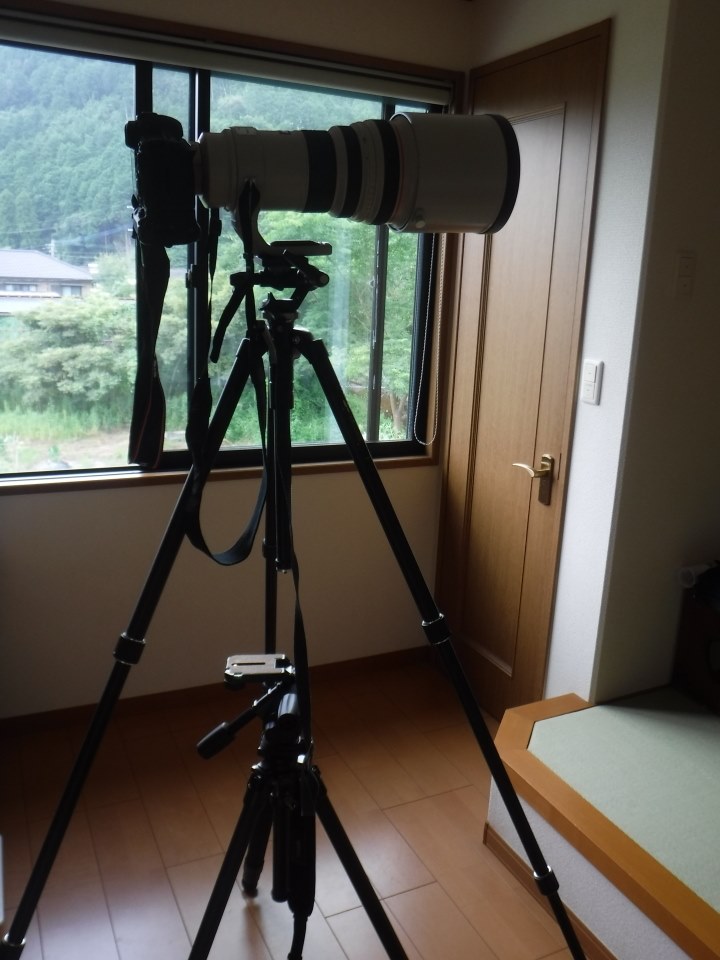 三脚の選び方』 シグマ 150-600mm F5-6.3 DG OS HSM Contemporary