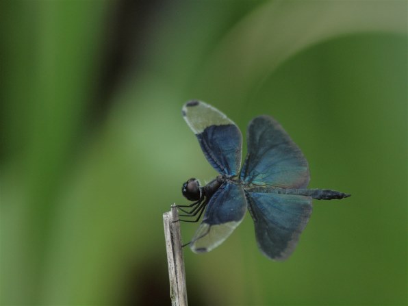 シグマ 70-300mm F4-5.6 DG MACRO (ﾍﾟﾝﾀｯｸｽ AF)投稿画像・動画 (掲示板