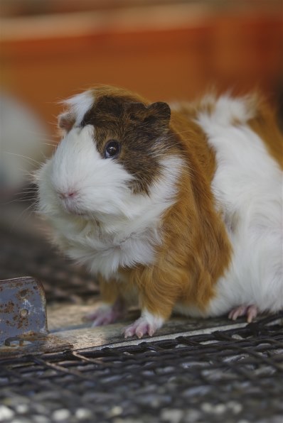 Anhui ChangGeng Optical Technology LAOWA 105mm F2 Bokeh Dreamer