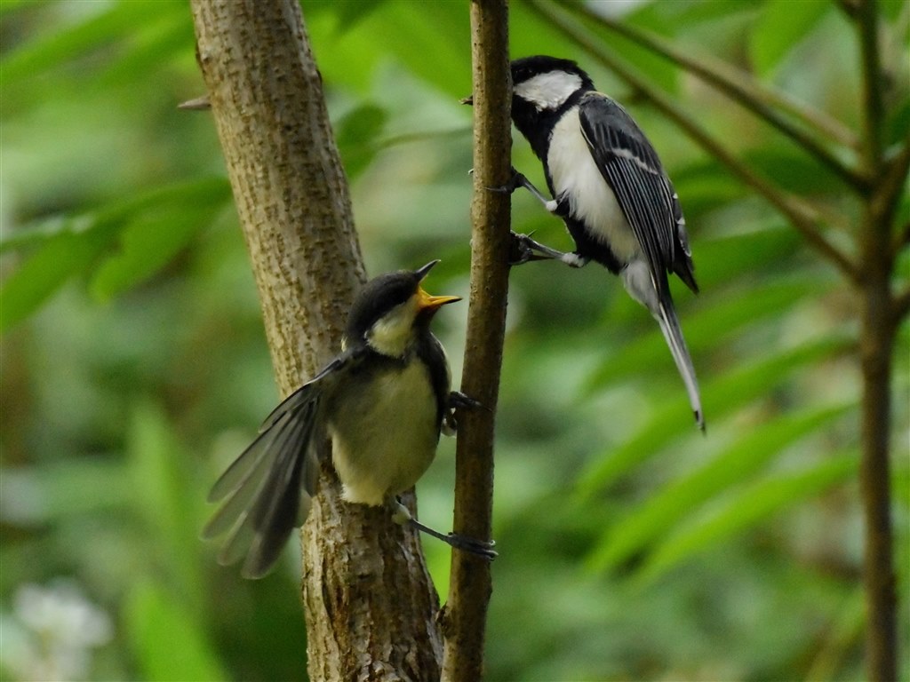 野鳥撮影 これか、サードパーティー製か…』 CANON EF100-400mm
