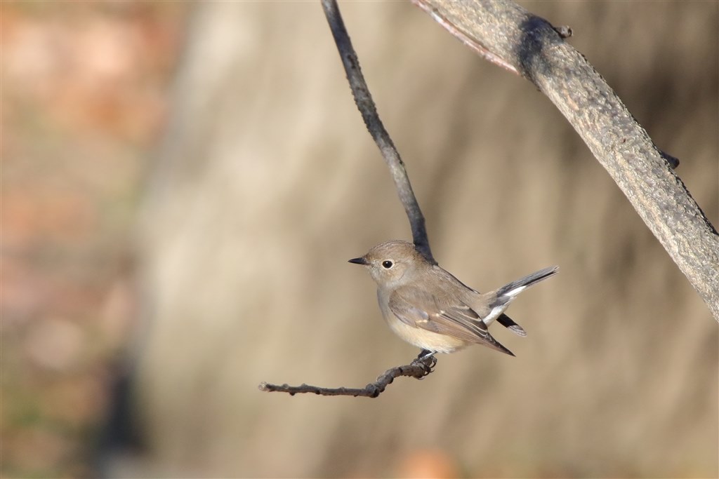 野鳥撮影 これか、サードパーティー製か…』 CANON EF100-400mm