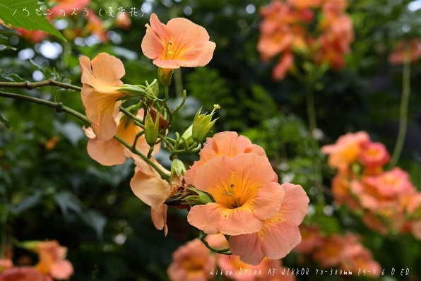 ニコン AI AF Zoom Nikkor ED70-300mm F4-5.6Dのクチコミ - 価格.com