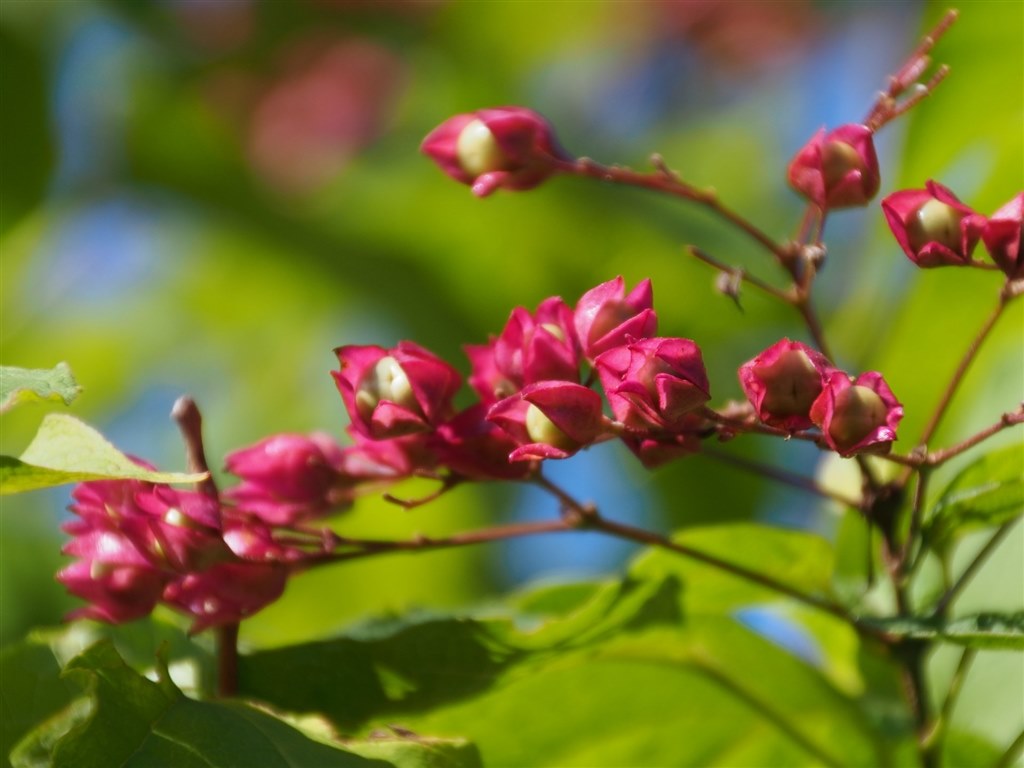 B008TSが出たようですが』 TAMRON 18-270mm F/3.5-6.3 Di II VC PZD