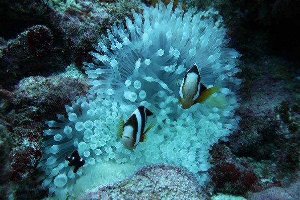 中古】Canon G7X MKII用 ダイビング用水中ハウジング