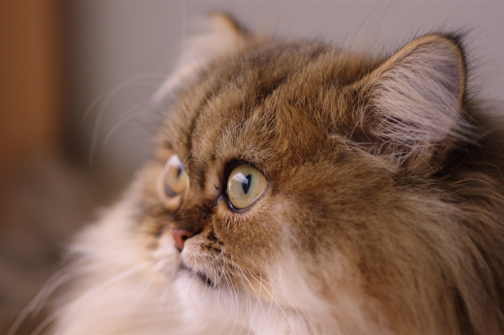 ひっかき傷』 スバル レヴォーグ のクチコミ掲示板 - 価格.com