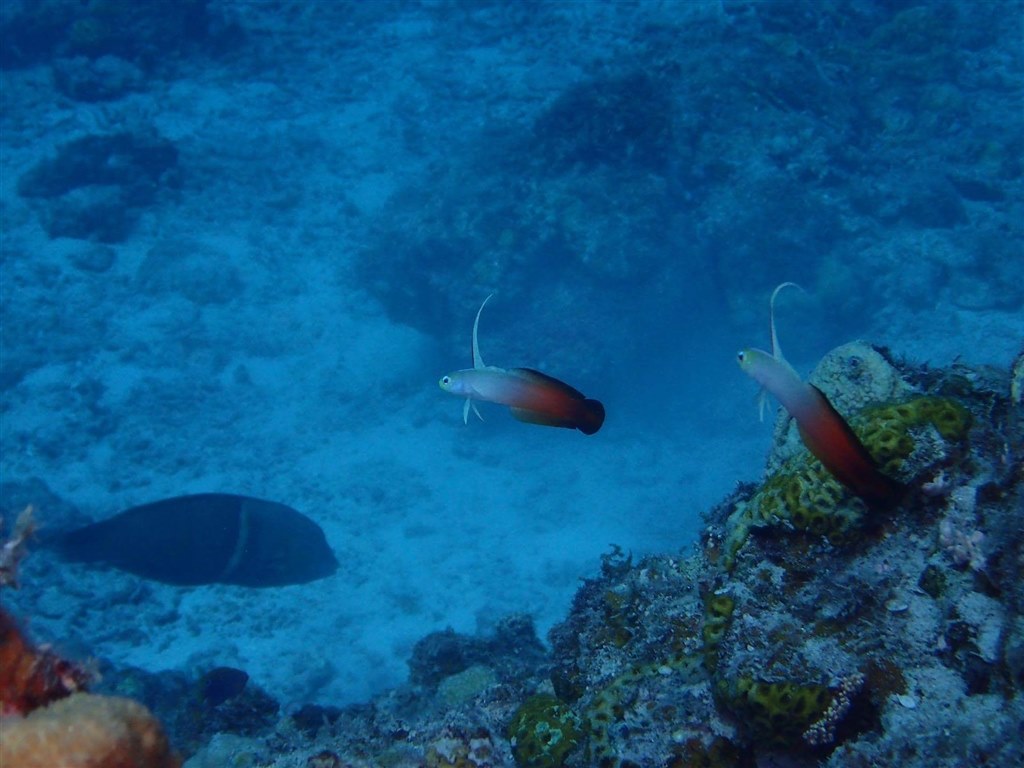 ダイビングカメラとしての資質 Canon Powershot G7 X Mark Ii のクチコミ掲示板 価格 Com