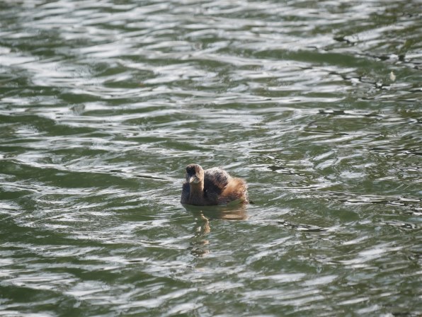 鑑賞用自然石(風速)】自然石(只見川) 台座付き