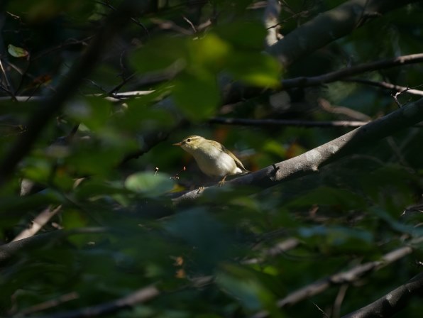 皆さんお住まいの野鳥の写真お見せ下さい』 パナソニック LEICA DG VARIO-ELMAR 100-400mm/F4.0-6.3  ASPH./POWER O.I.S. H-RS100400 のクチコミ掲示板 - 価格.com