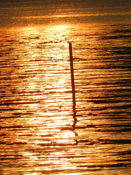 ニコン COOLPIX P500で撮影された写真 - 価格.com