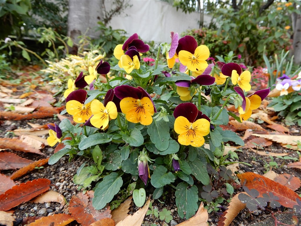 ニコンのコンデジはここがいい・・・（印象をお聞かせください