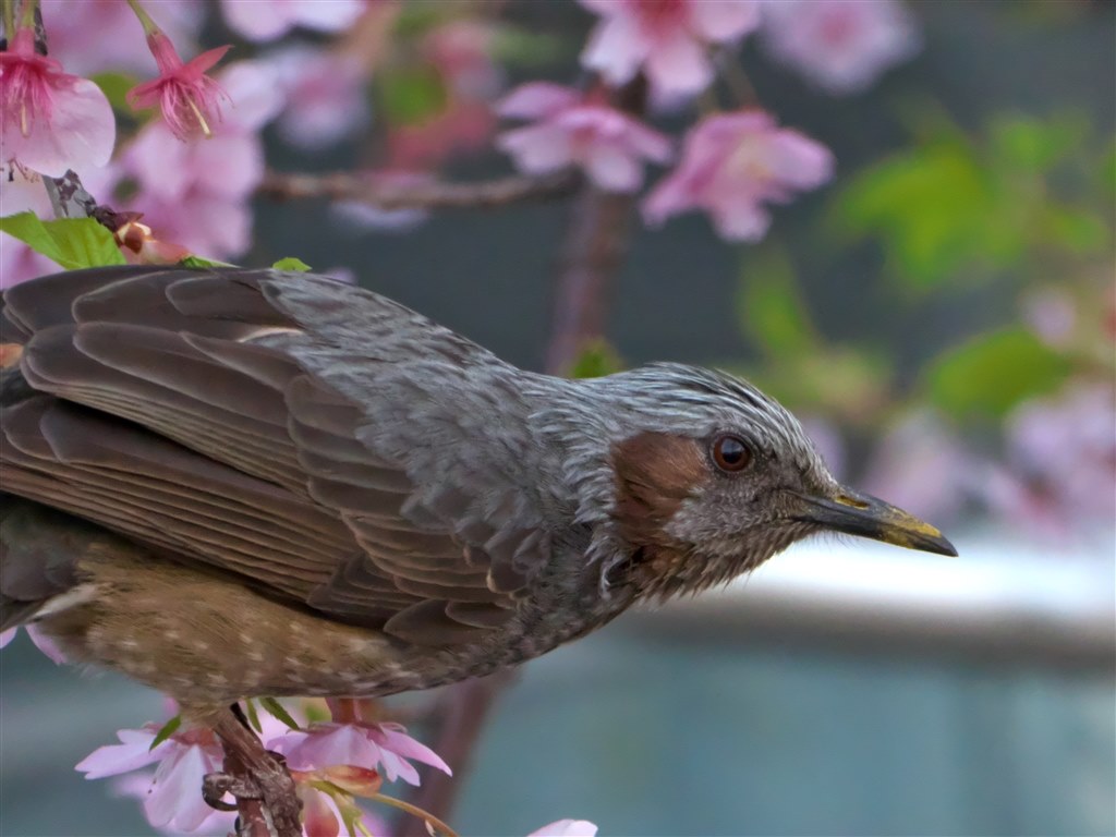 購入を検討しています。』 ニコン COOLPIX A900 のクチコミ掲示板