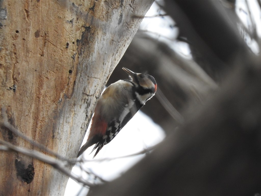 P610 の鳥モードにおける焦点距離について』 ニコン COOLPIX P610 の