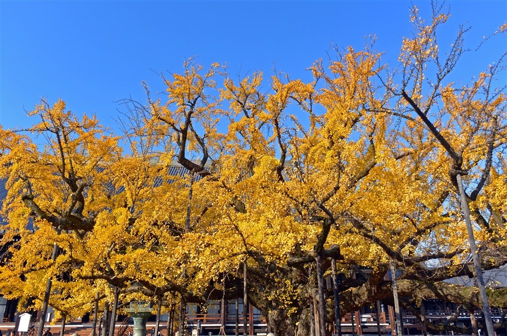 これまでで最高の銀杏 掲示板 美しい花の画像