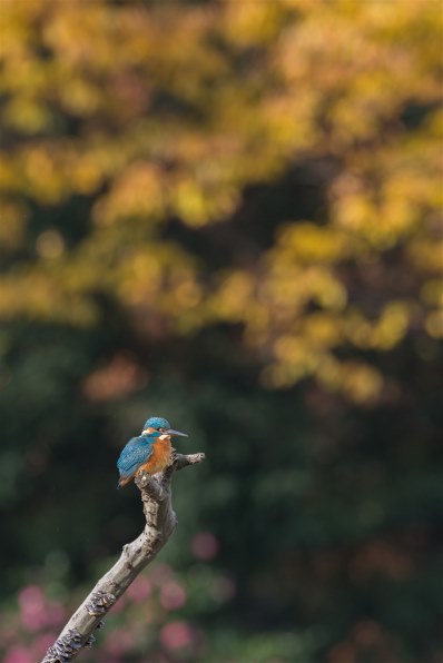 D7200でなに撮ってます（お写真拝見させて下さい）♪』 ニコン D7200