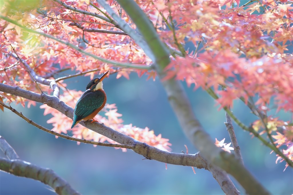 やっと滝モミカワが撮れました～！（三大元）』 SONY α77 II ILCA-77M2