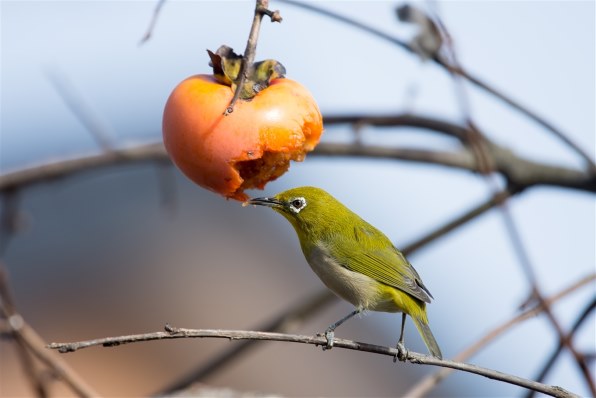 D7200でなに撮ってます（お写真拝見させて下さい）♪』 ニコン D7200