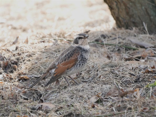 お気に入りのズームレンズで撮った野鳥をお見せ下さい