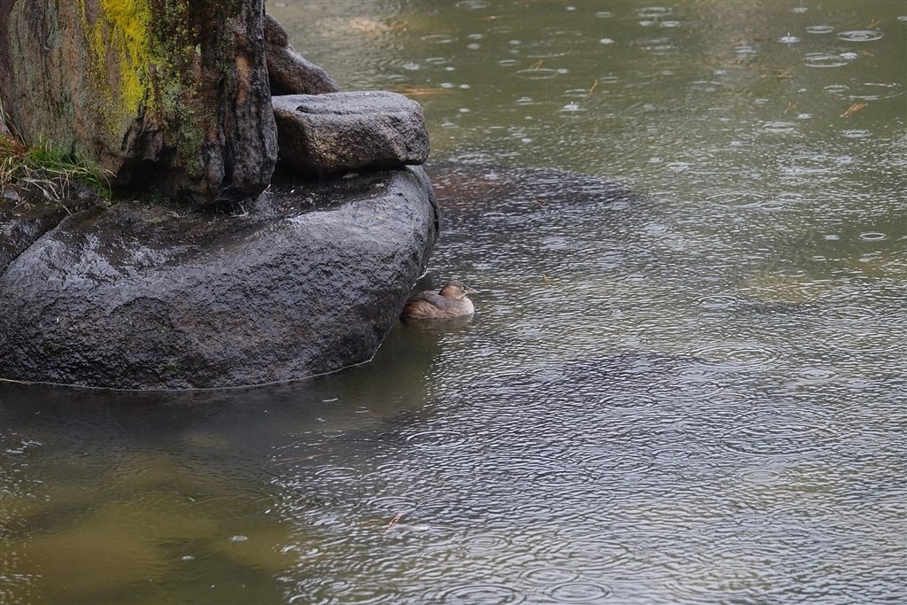 お気に入りのズームレンズで撮った野鳥をお見せ下さい』 クチコミ